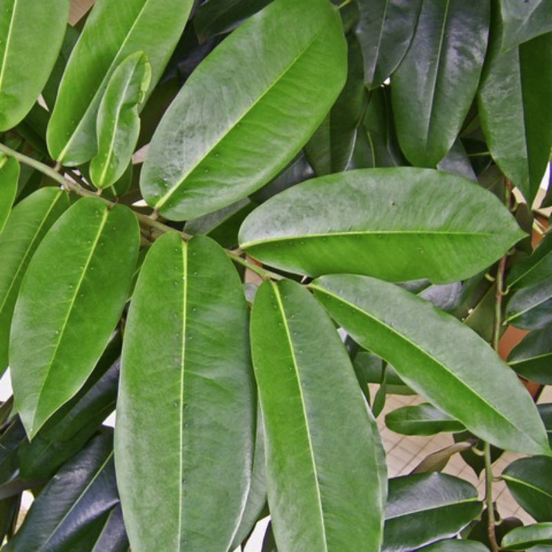 

Daun bisbul/Daun pohon bisbul segar fresh dipetik dadakan waktu dipesan obat herbal alami (50 Lembar)
