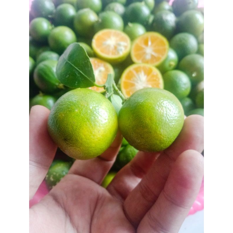 

1kg jeruk sonkit jeruk kasturi jeruk kunci