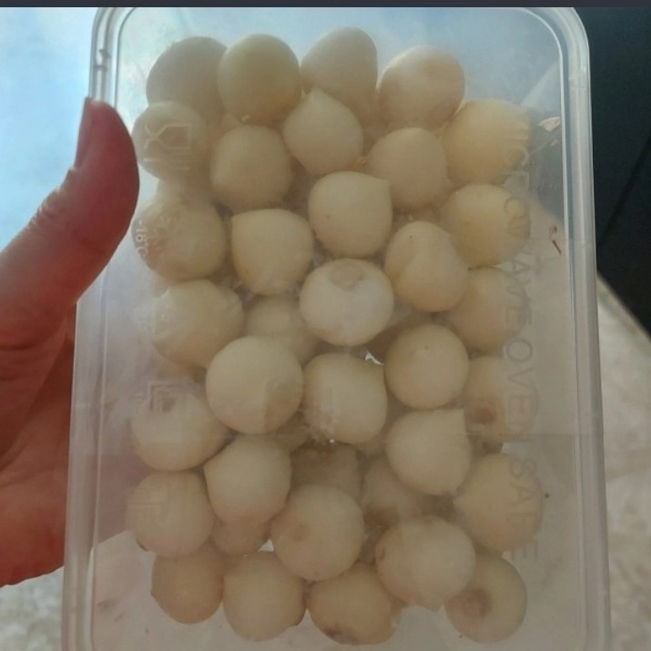

Bawang Putih Tunggal Kupas 1kg Bawang Lanang Kupas