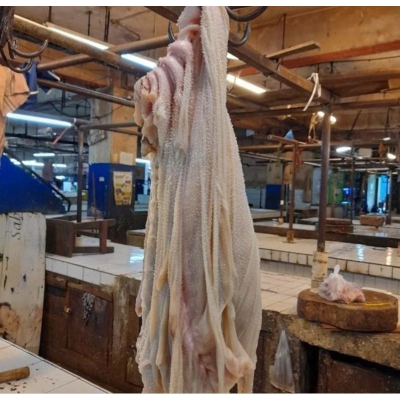 

Babat jarit putih sapi spesial babat jaritnya saja babat putih