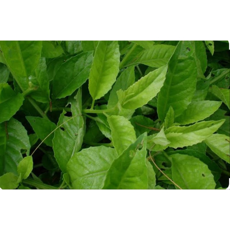 

Daun Sambung Nyawa / Daun Afrika Segar 250gram