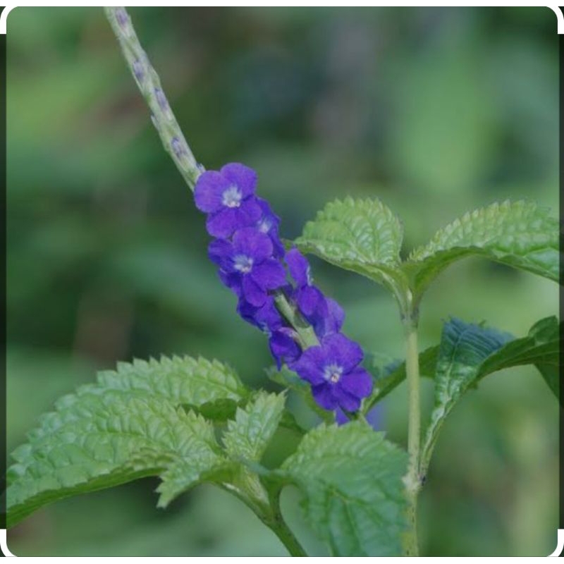 

Daun Jarong / Daun Pecut Kuda Segar 250gram