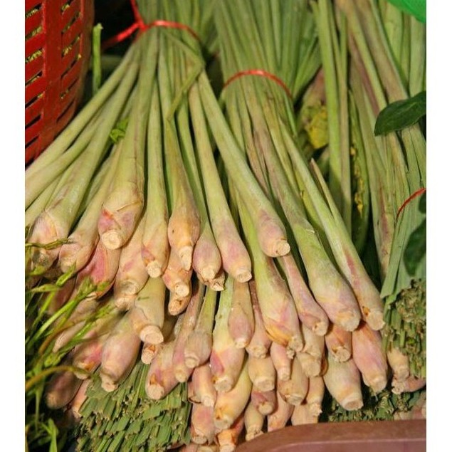 

Sereh atau Serai 1 Ikat 1kg Fresh Petik Harga Murah