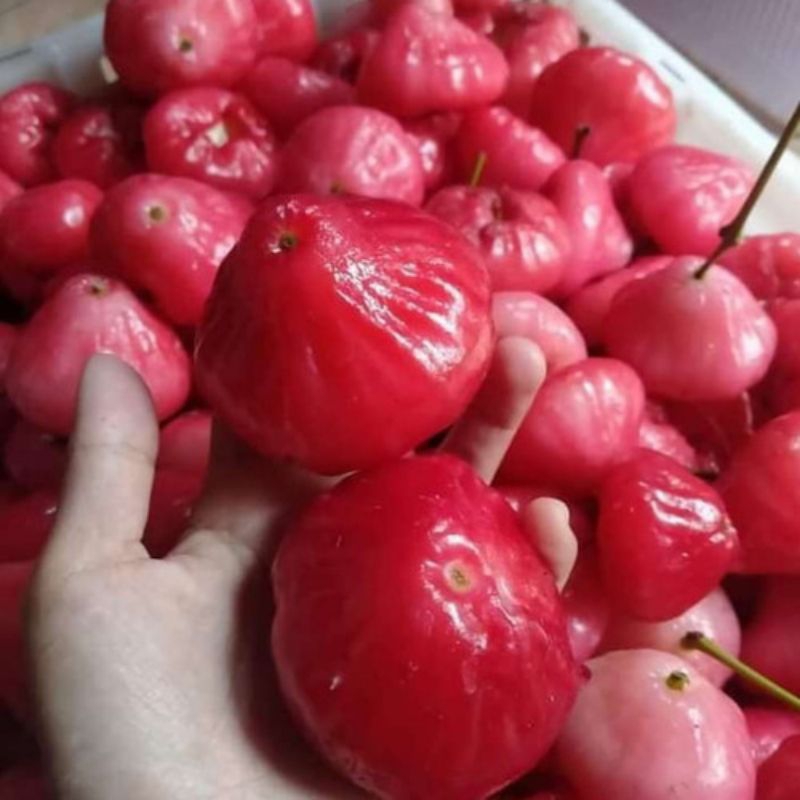 

JAMBU AIR RUJAKAN PER 1KG
