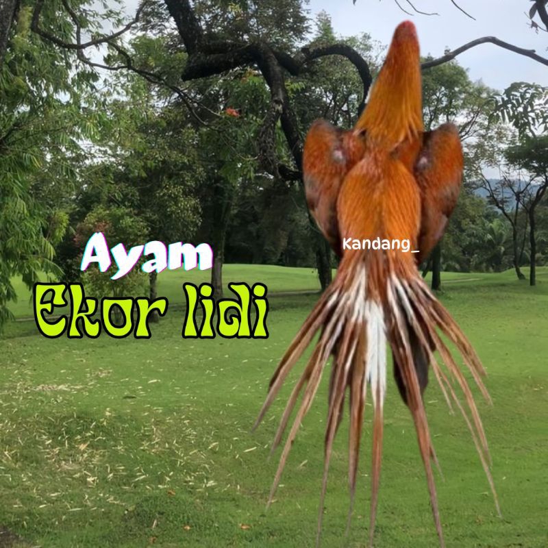 

telur ayam ekor lidi original super asli bisa untuk di tetaskan