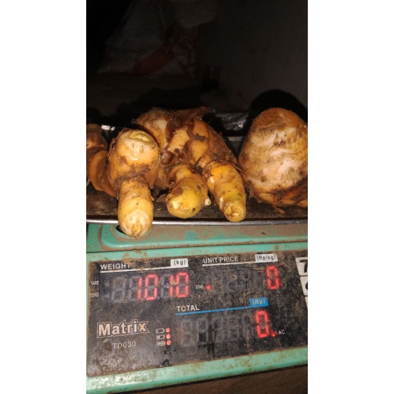 

Jual murah temu lawak segar.1kg