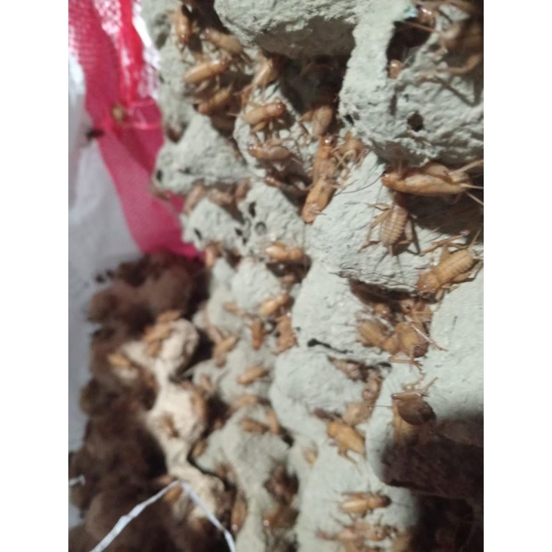 Telur Jangkrik Madu Kunyit kuning BERKUALITAS  1Kg