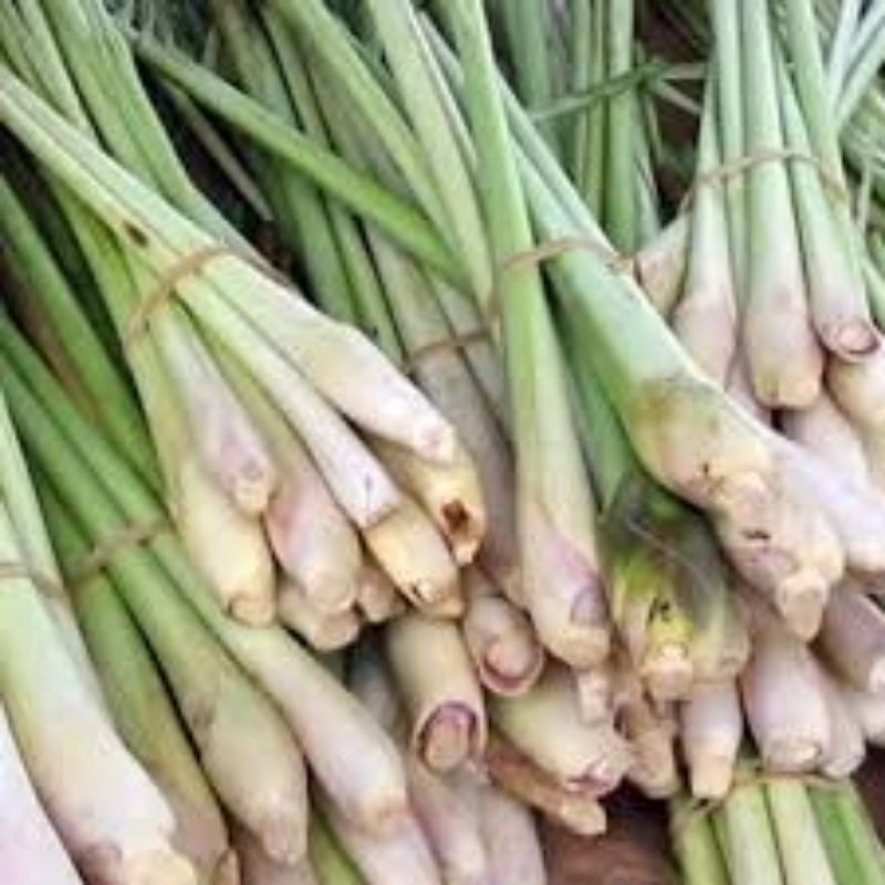 

sereh bumbu masak termurah