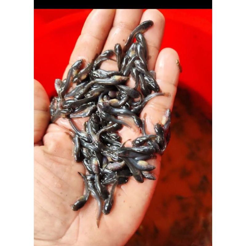 Bibit ikan lele ukuran 1-2cm paket isi 65 ekor
