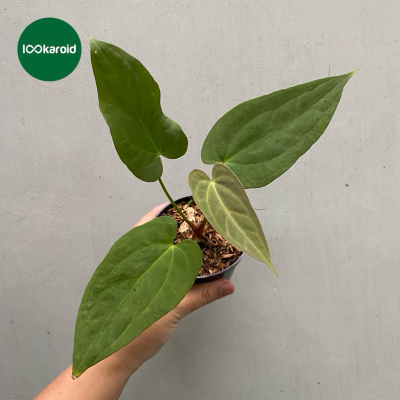 Tanaman Hias Anthurium Papillilaminum x Portillae | Anthurium Hybrid [Papillilaminum x Portillae Ind