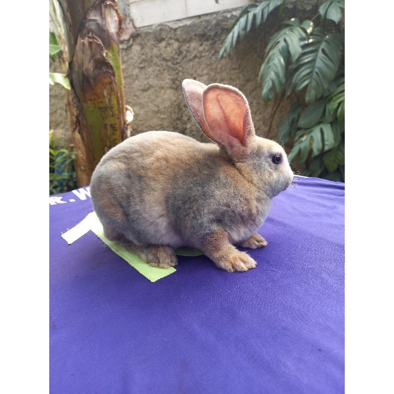 Kelinci Rex bulu karpet anakan jantan (6).