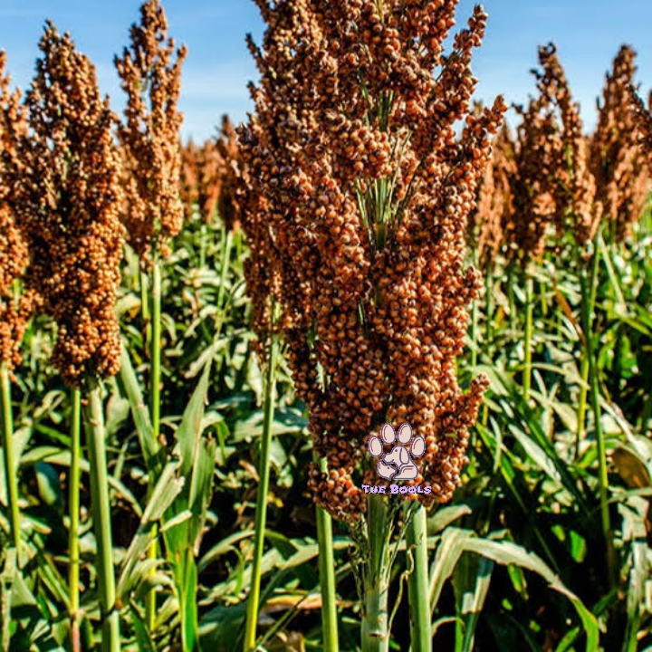 (The Bools) XL Sorgum Merah Coklat Tangkai Red Brown Sorgum Sprays Hamster Ukuran Extra Large