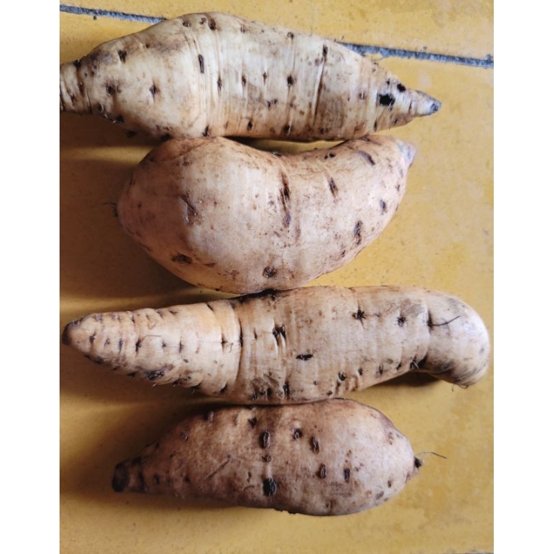 

Ubi Madu Cilembu Kecil