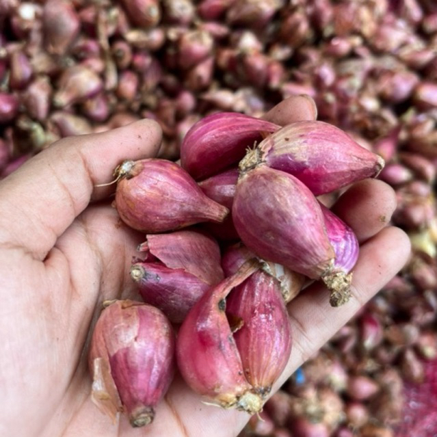

BAWANG MERAH 1 KG MURAH BERKUALITAS
