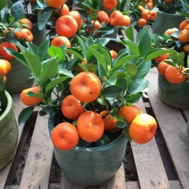 

BIBIT jeruk santang madu