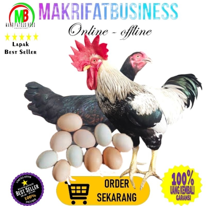 

MAKRIFATBUSINESS Paket 1 Pcs TELUR FERTIL AYAM KUB2 Jalur PETELUR FI MURNI KUB2 Perent Stock Bisa Ditetaskan Kembali Kwalitas Super Jaminan Menetas Hasil Peternak Profesional