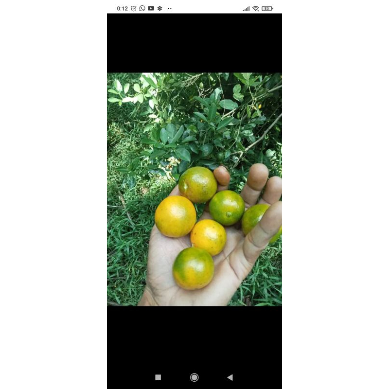 

500gr jeruk sonkit jeruk cuy jeruk medan