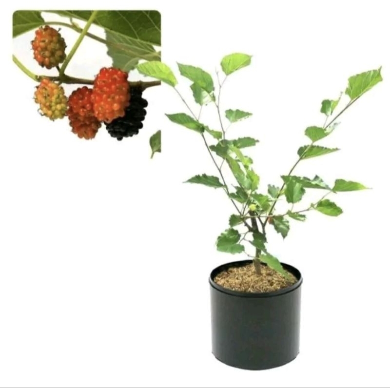 Bibit Pohon Murbei-Tanaman Buah Murbei