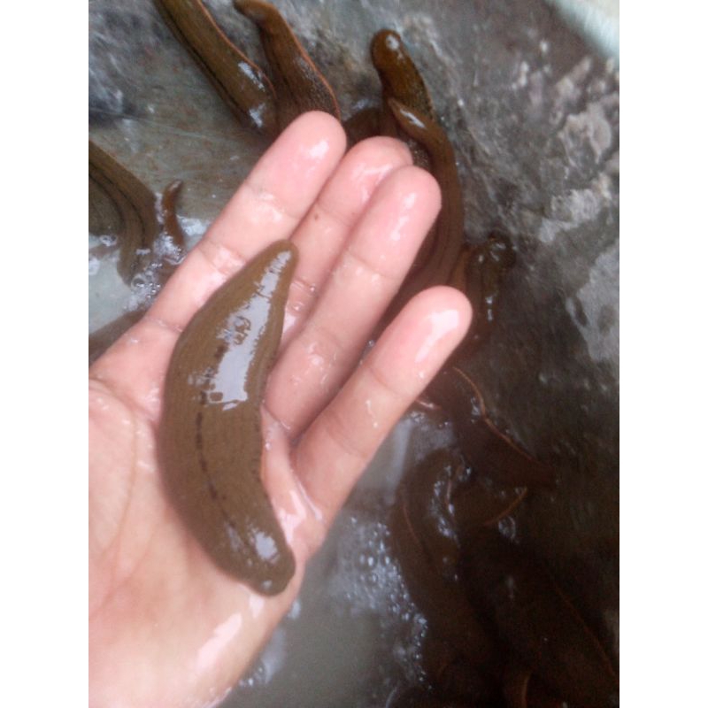 lintah hidup steril Size super JUMBO