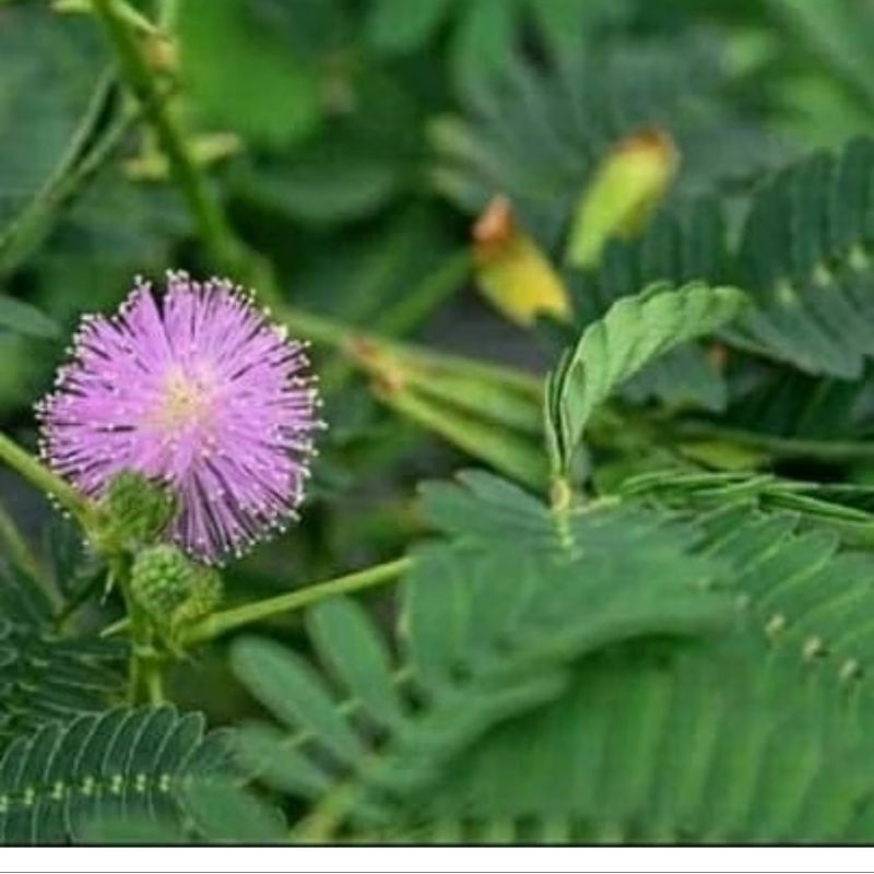 

bibit pohon putri malu akar dan batang 100 gram