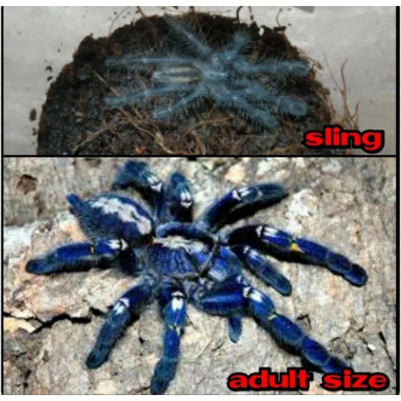 Mainan tarantula poechiloteria Metalica blue