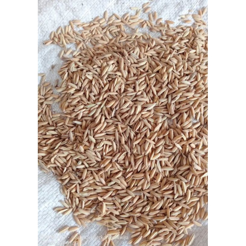 Gabah Kering Gabah Beras putih Padi Bersih 1kg asli petani termurah di Shopee