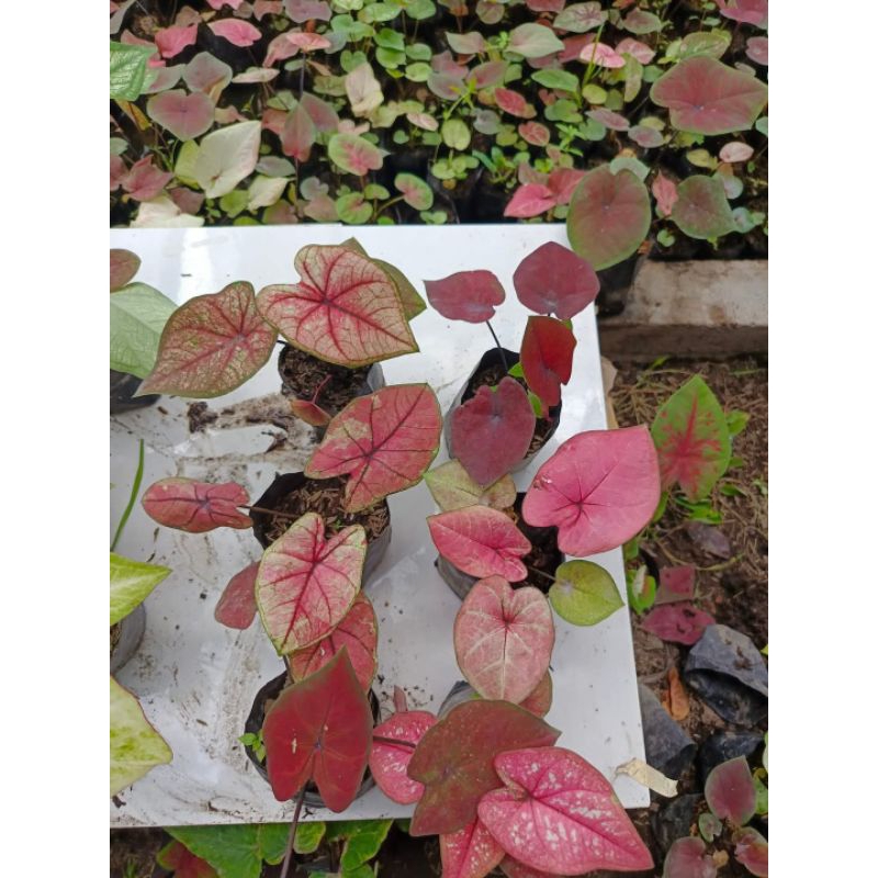 

Caladium paket 50k