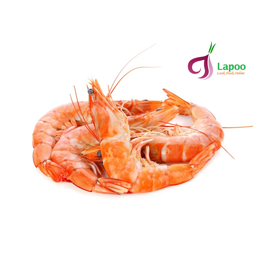 

Udang Kelong Merah Laut Ukuran Besar Segar Seafood Siap Masak Lapo Padang