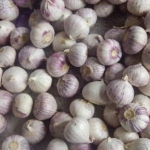 

Bawang putih tunggal bawang lanang 1 Kg