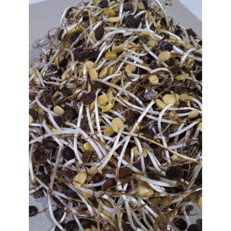 

500 gr-1kg ale deun jeruk purut.