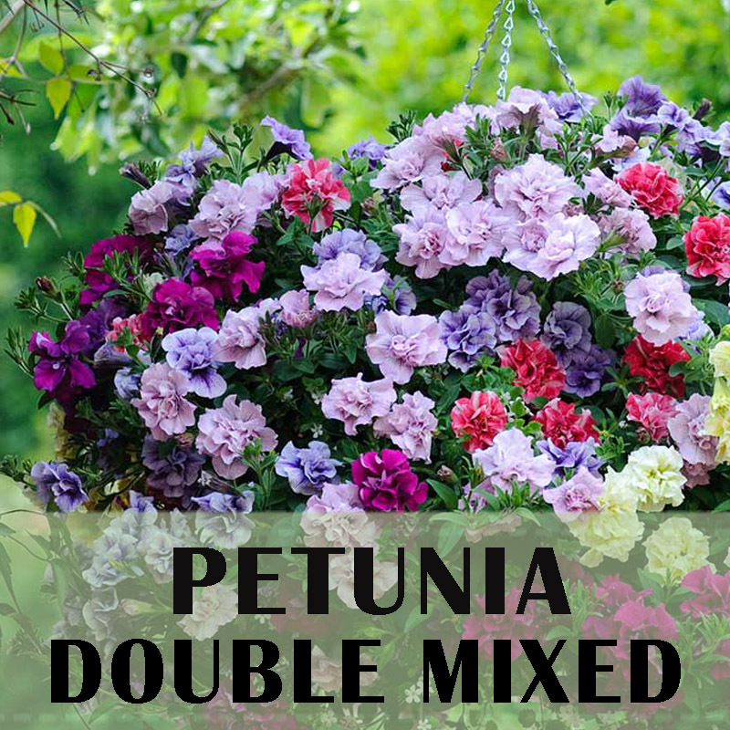 Biji benih bunga import petunia hybrid double mix kelopak tumpuk hibrida