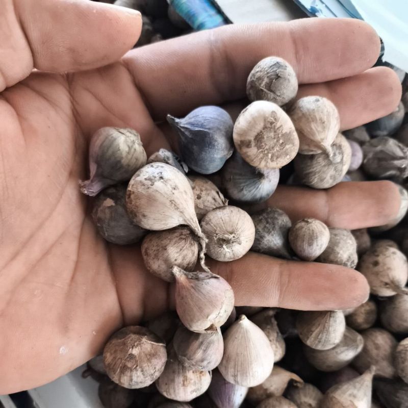

Bawang Putih Tunggal Ukuran Kecil