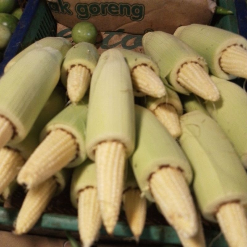 

butren/jagung muda 1kg