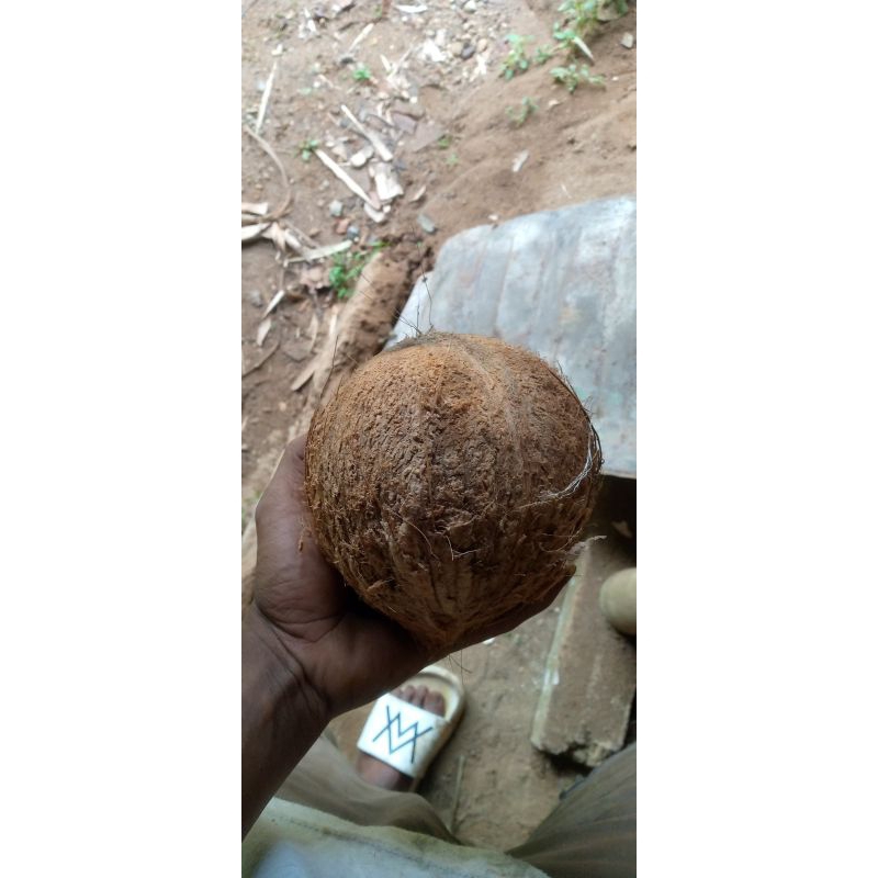 

Kelapa Lokal Pacitan Tanggung berat 1kg