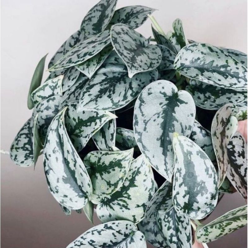 tanaman hias scindapsus sillver/scindapsus silver lady