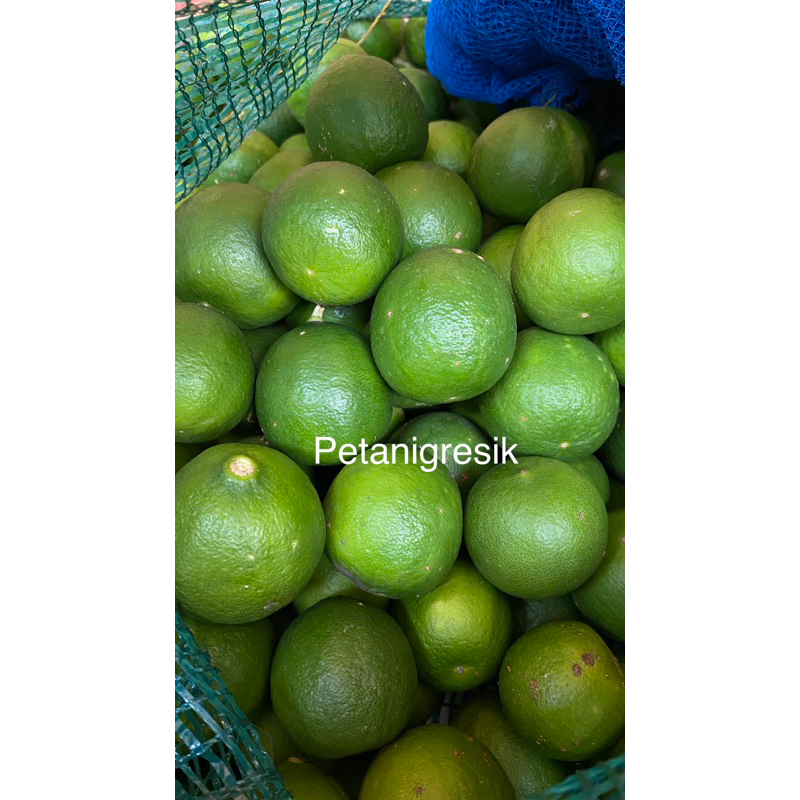 

jeruk nipis 2kg harga petani | jeruk peras fresh