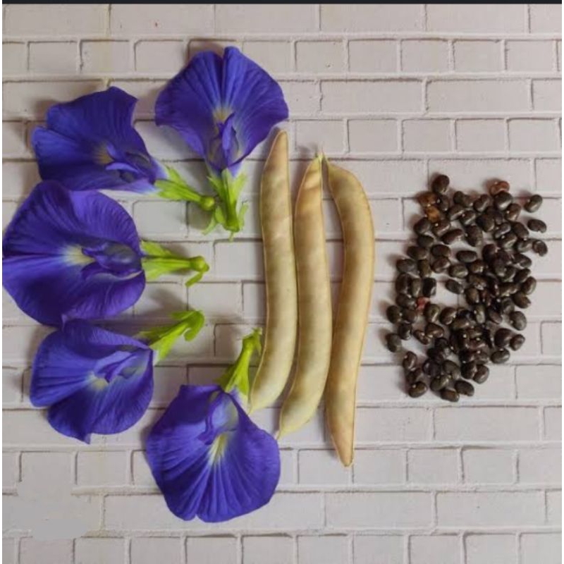 BIJI BUNGA TELANG , BIBIT BUNGA TELANG MURAH, BIBIT SERIBUAN, BIBIT BUNGA TELANG SERIBUAN