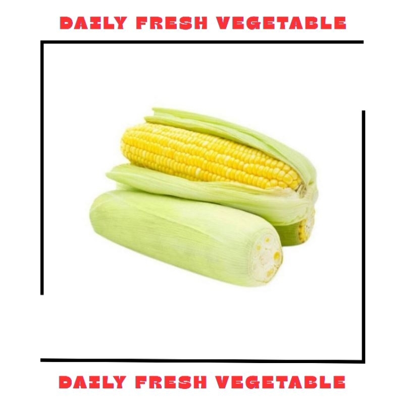 

Jagung Manis Fresh 1 Pcs