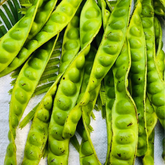 

[SUPER 5 Papan] Petai Pete SUPER 5 PAPAN 1 Ikat - Termurah Se-Shopee