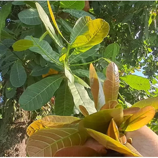 

Daun Jambu Mede Muda Segar 500gr – Herbal Alami untuk Kesehatan