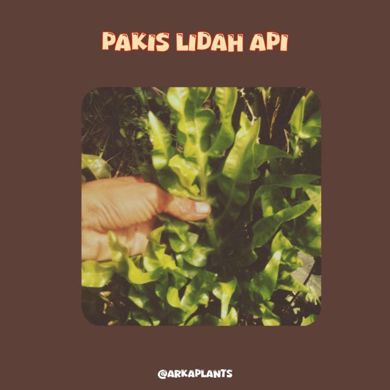 tanaman hias pakis lidah api