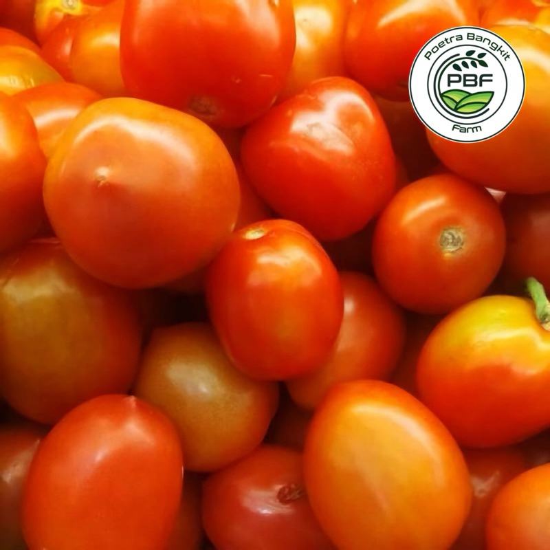 

TOMAT SEGAR 250GR, 500GR