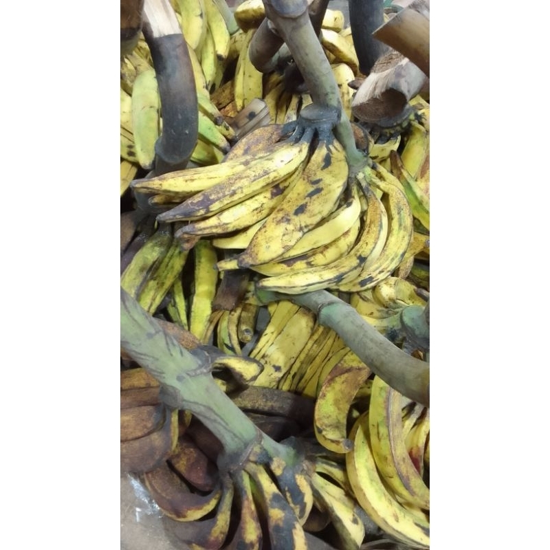 

Pisang tanduk 1 biji