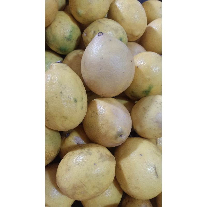 

Lemon Segar/Jeruk Lemon Tersedia Ukuran 1Kg