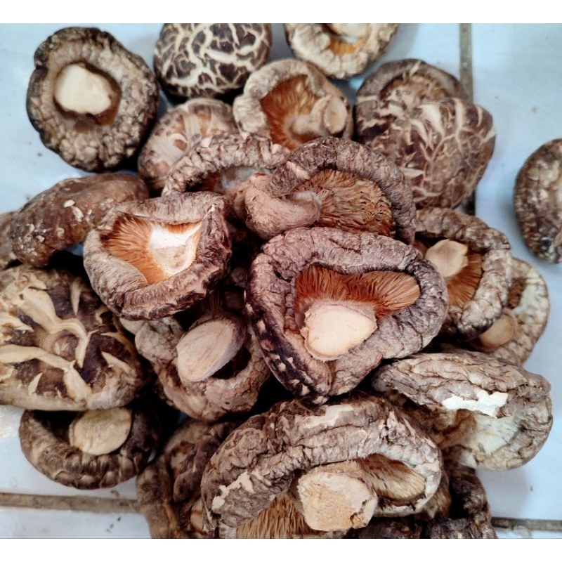 

Jamur Hioko Tebal / TIPIS 100 gr