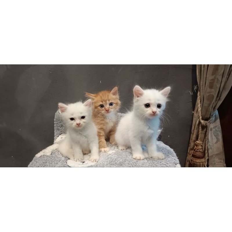 Kitten Kucing Persia Medium sudah toilet trainer