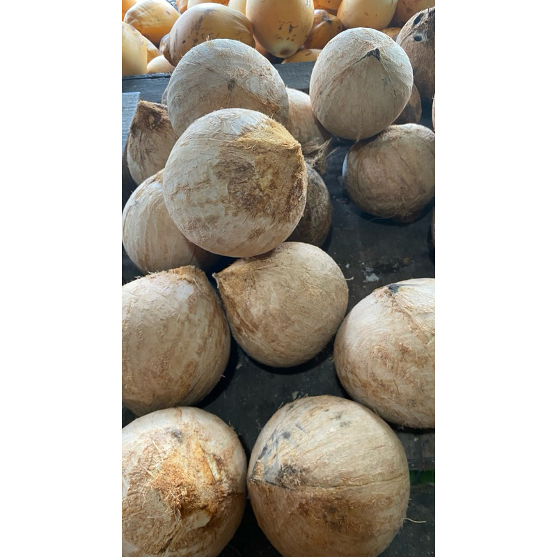 nyuh daksina / kelapa daksina