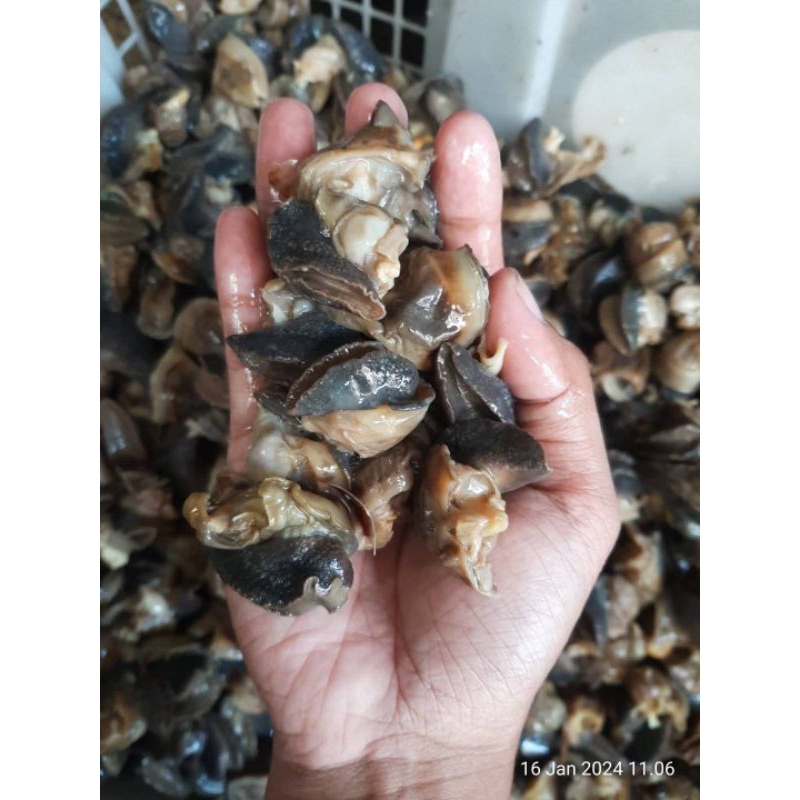 

bekicot fresh bersih bekicot dari alam siap masak 500g
