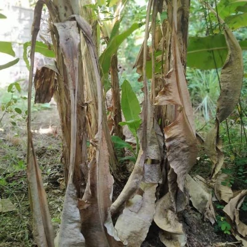 

Kelaras Daun Pisang Kering