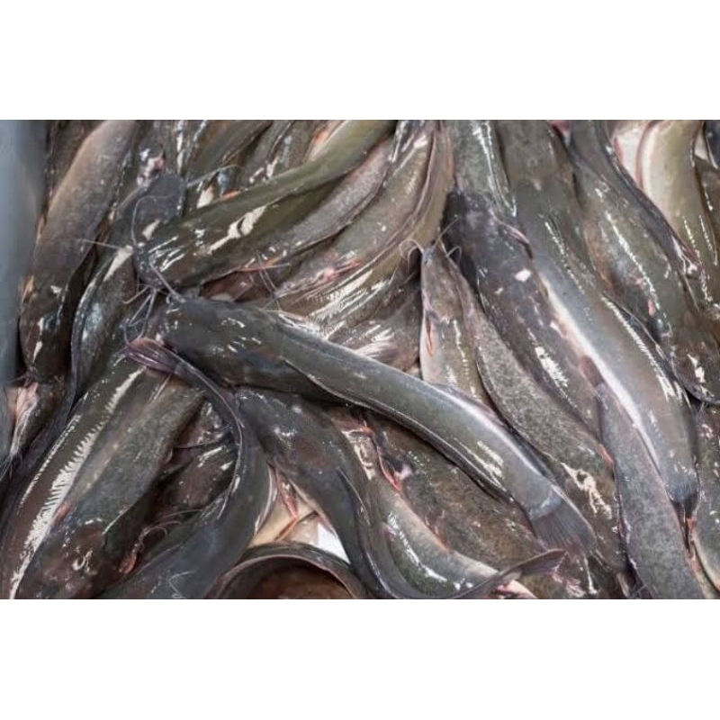 

Ikan lele fresh segar kirim hidup atau mati 1kg 8-10